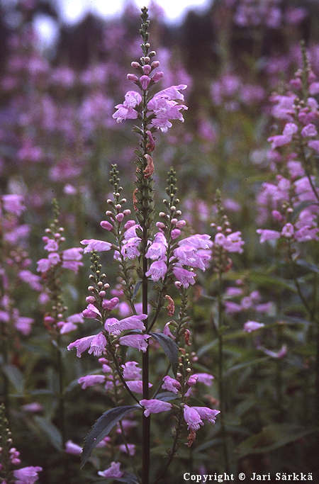 Physostegia virginiana 'Bouquet Rose', kellopeippi